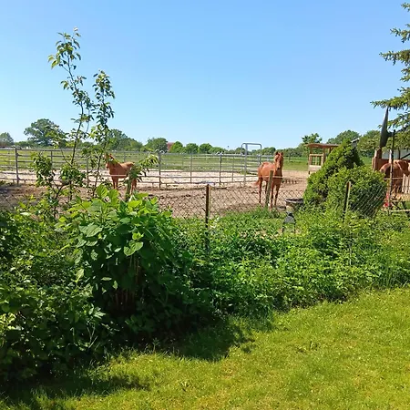 Sonnenscheinhof Alpakas,