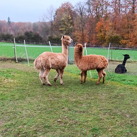 Sonnenscheinhof Alpakas, Lejlighed Lasbek