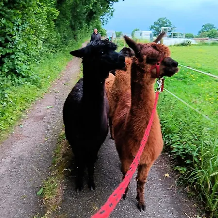 Sonnenscheinhof Alpakas, Lasbek