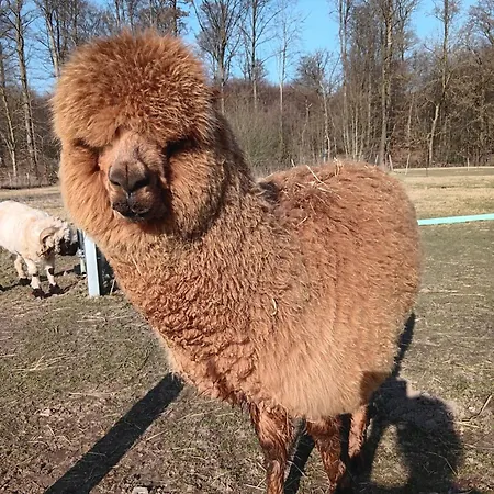 Sonnenscheinhof Alpakas, Lejlighed