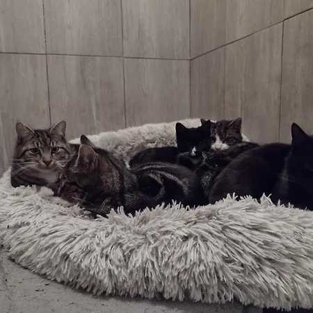 Sonnenscheinhof Alpakas, *