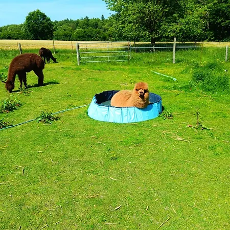 Sonnenscheinhof Alpakas, Lejlighed Lasbek