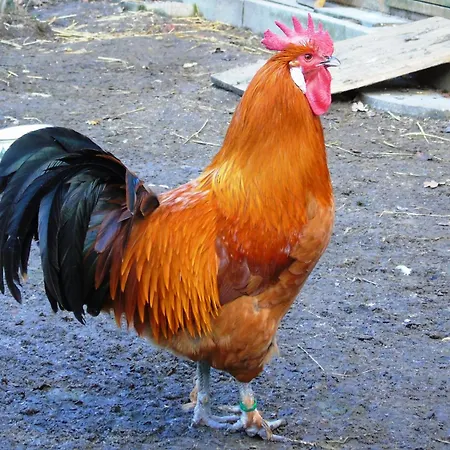 Sonnenscheinhof Alpakas, *